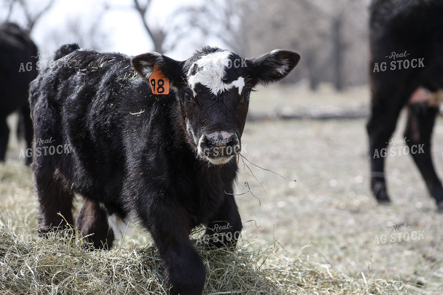 Angus Calf Playing in Hay 117191
