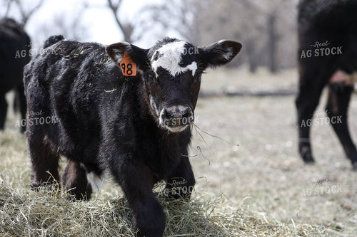 Angus Calf Playing in Hay 117191