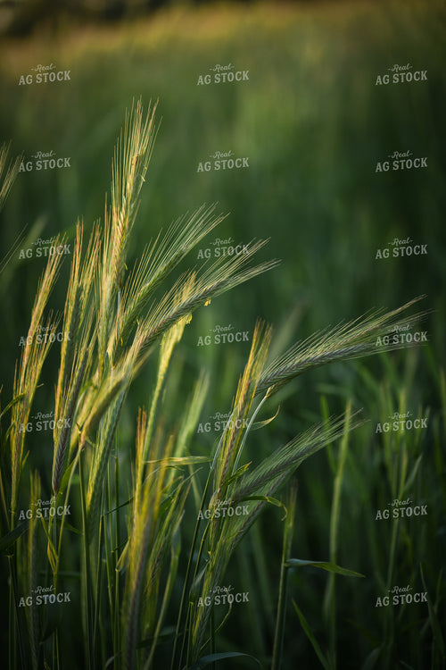 Cereal Rye 191110