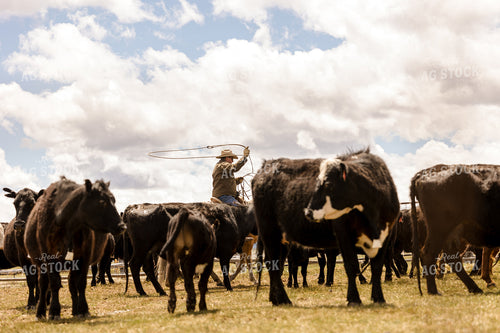 Rancher Roping Cattle on Ranch on Horseback 225015