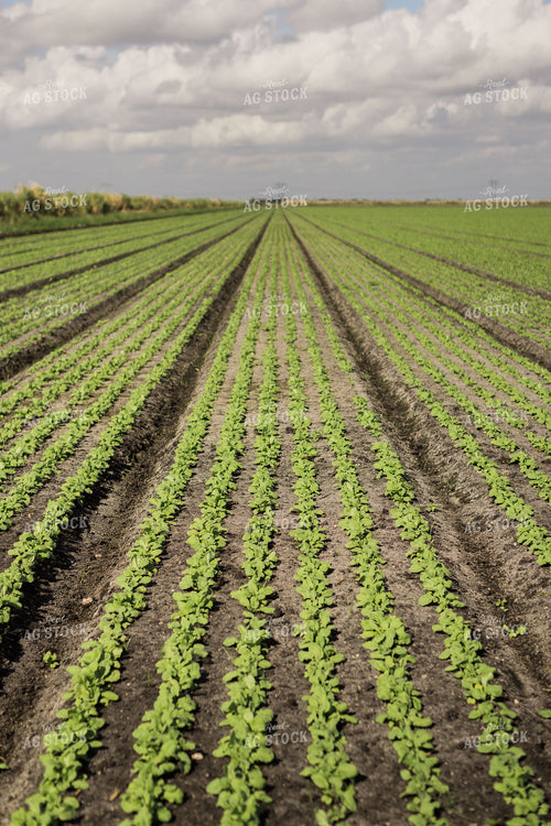 Radish Field 7341