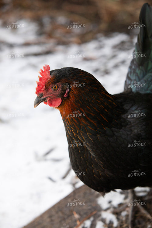 Chicken Close Up 117472