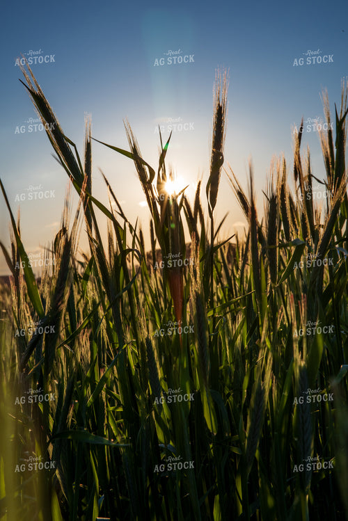 Cover Crop Field 76154