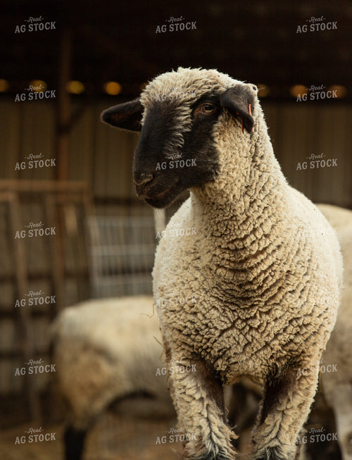 Sheep 264013