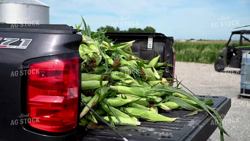 Family Shucking Sweet Corn - 253