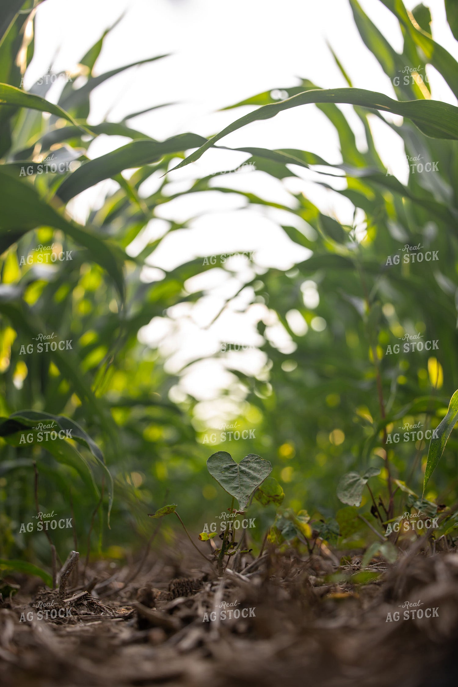 Weed in Midseason Corn Field 279003