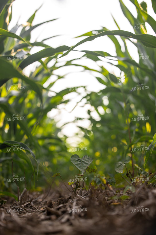 Weed in Midseason Corn Field 279003