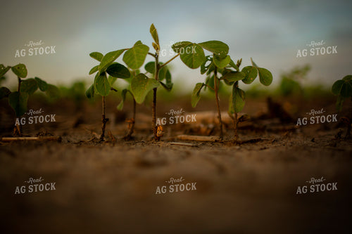 Early Growth Soybeans 6314