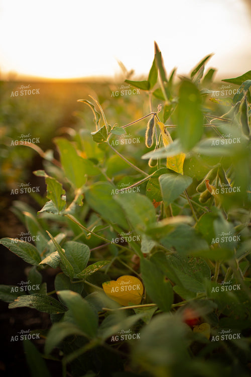 Soybeans - Mid-Season 2370
