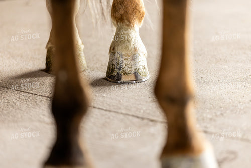 New Horseshoes on Horse 188184