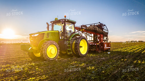 Sugar Beet Harvest 56564