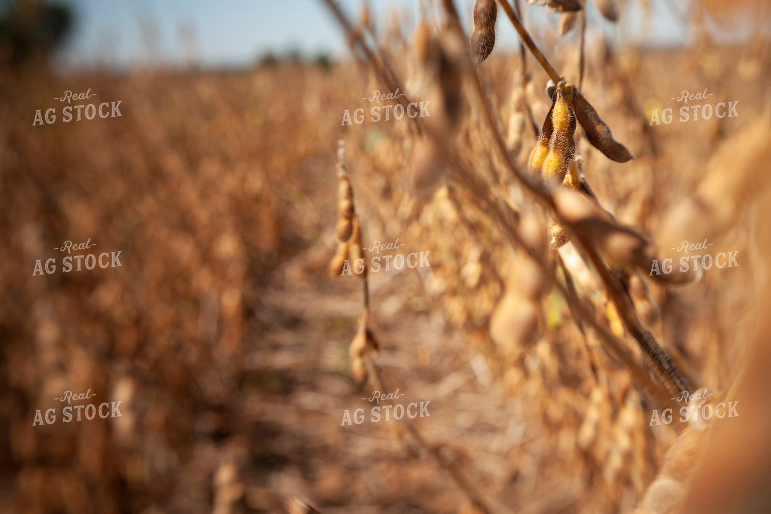 Soybeans - Dry 1571