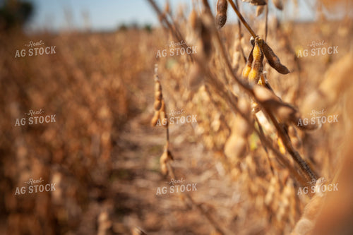 Soybeans - Dry 1571