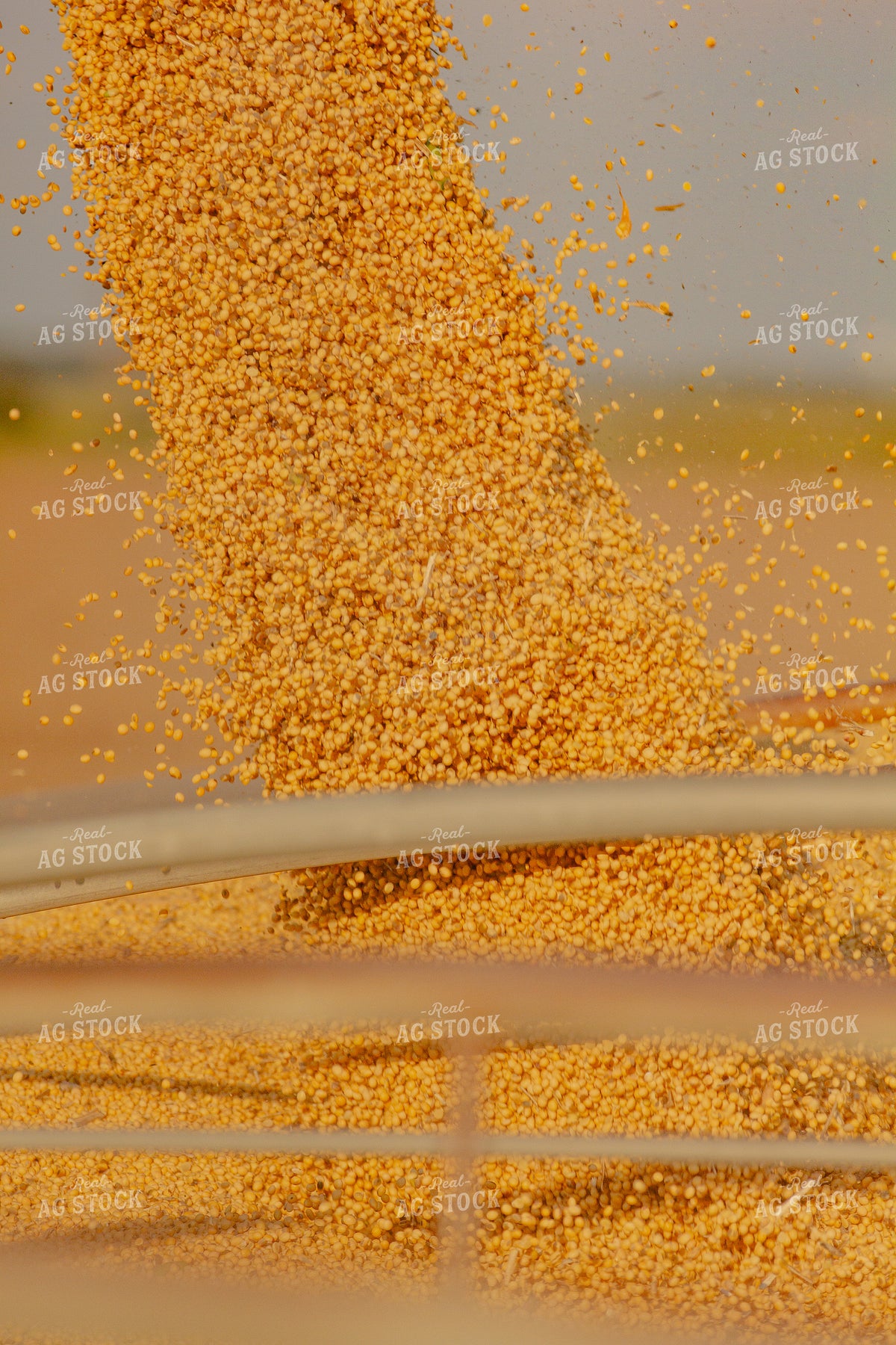 Unloading Harvested Soybeans 291127