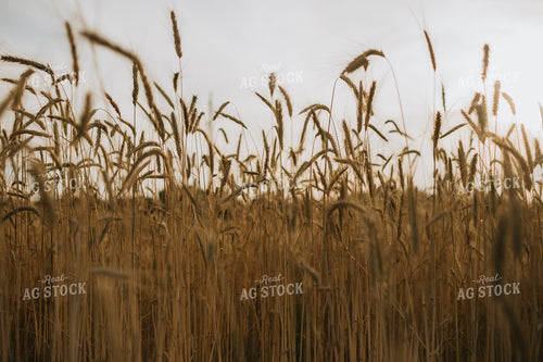 Field of Rye 5960