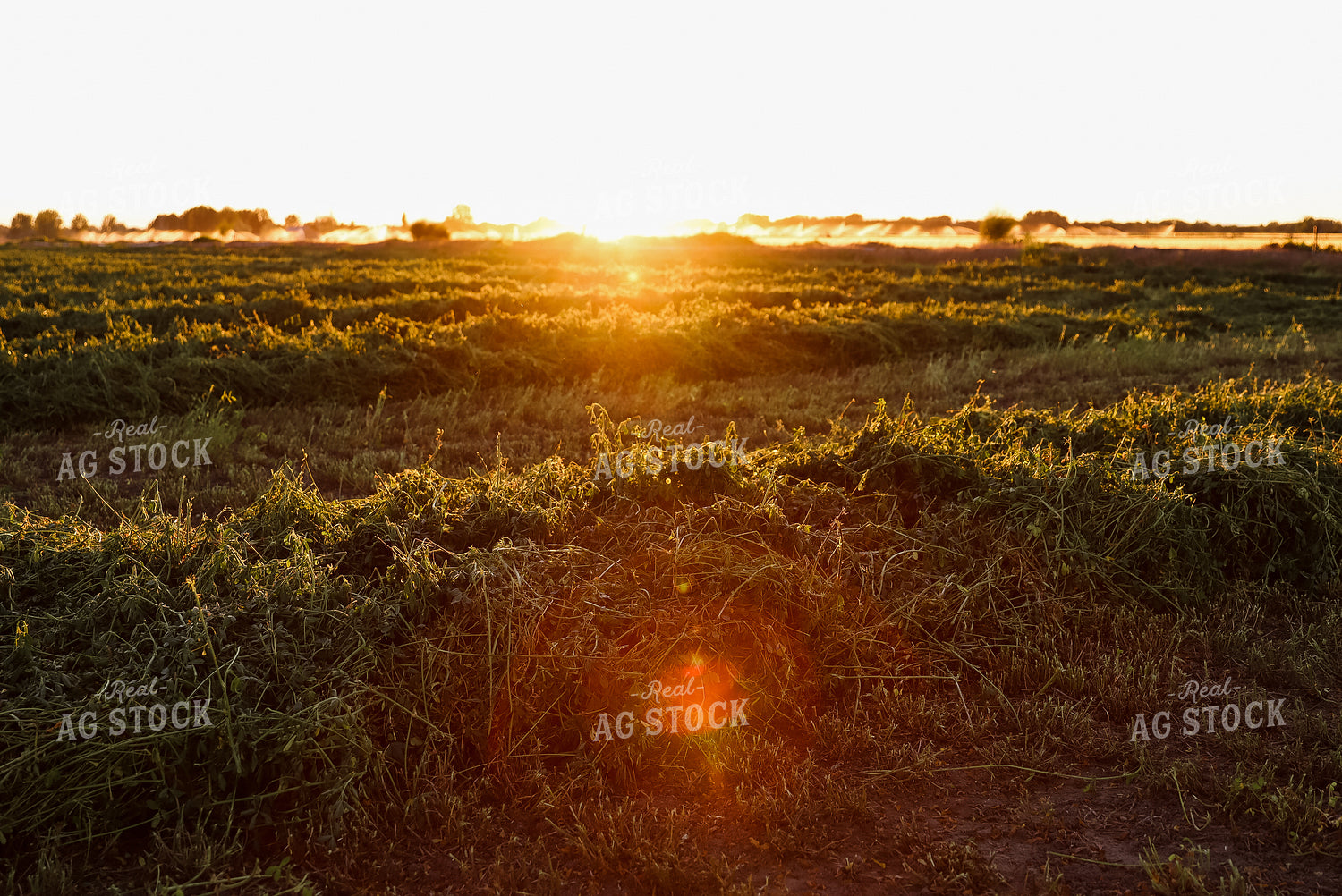 Windrowed Hay 83013