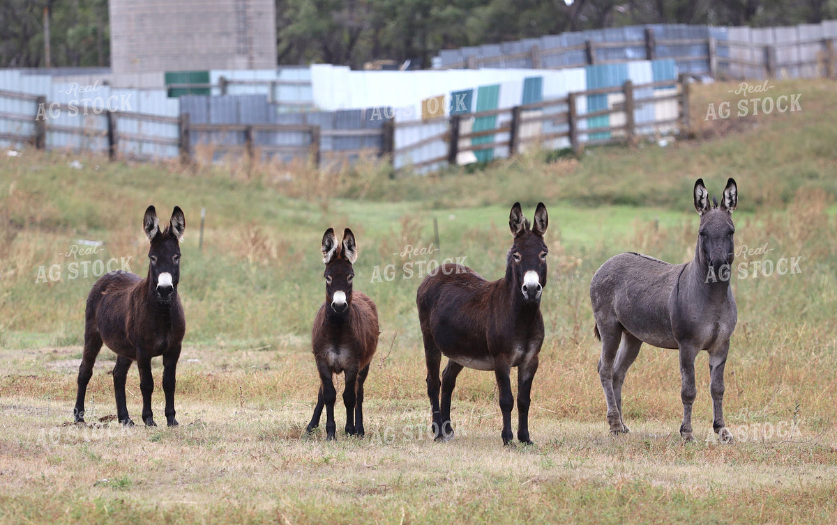 Donkeys 141812