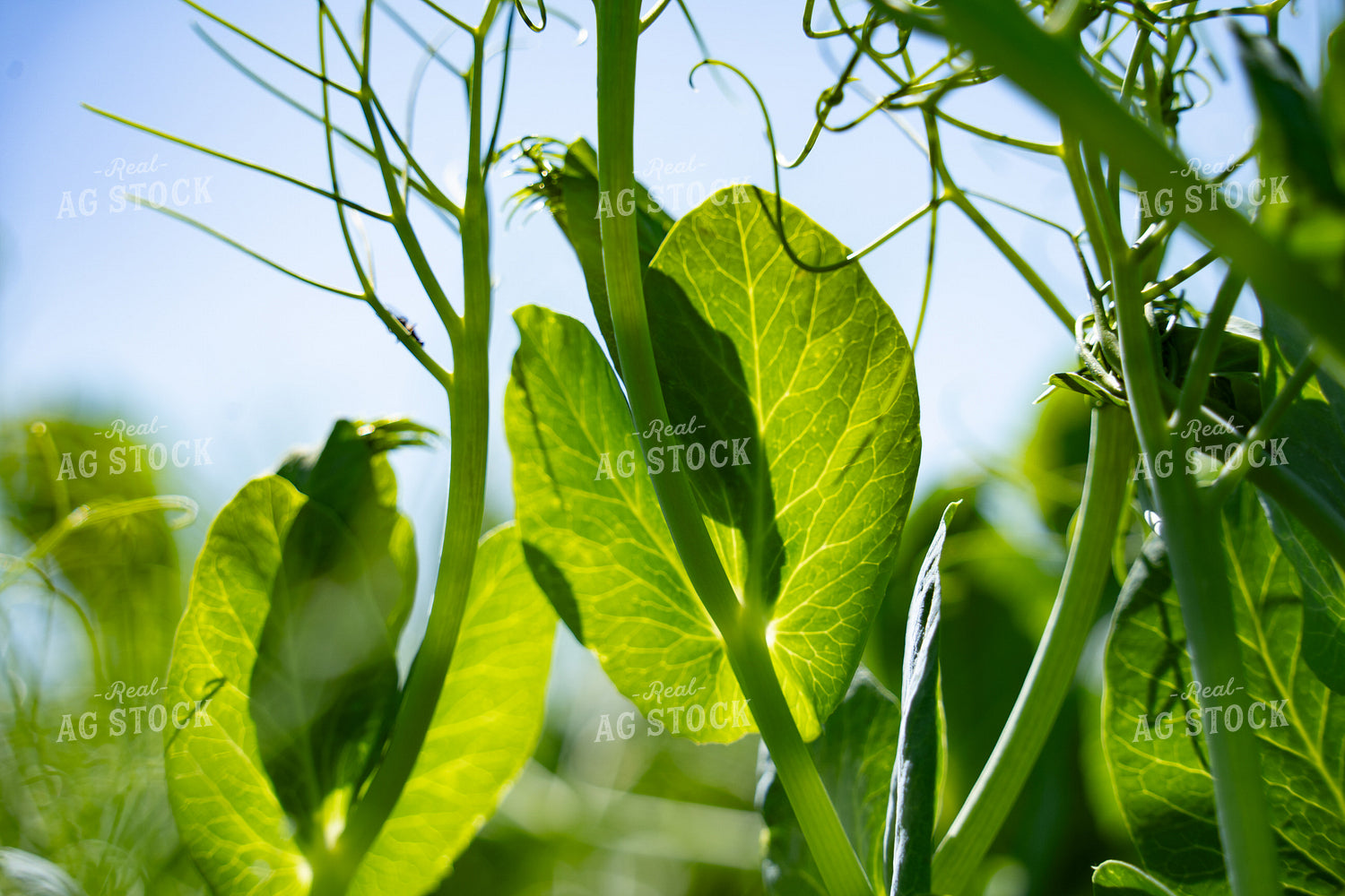 Green Peas 146066