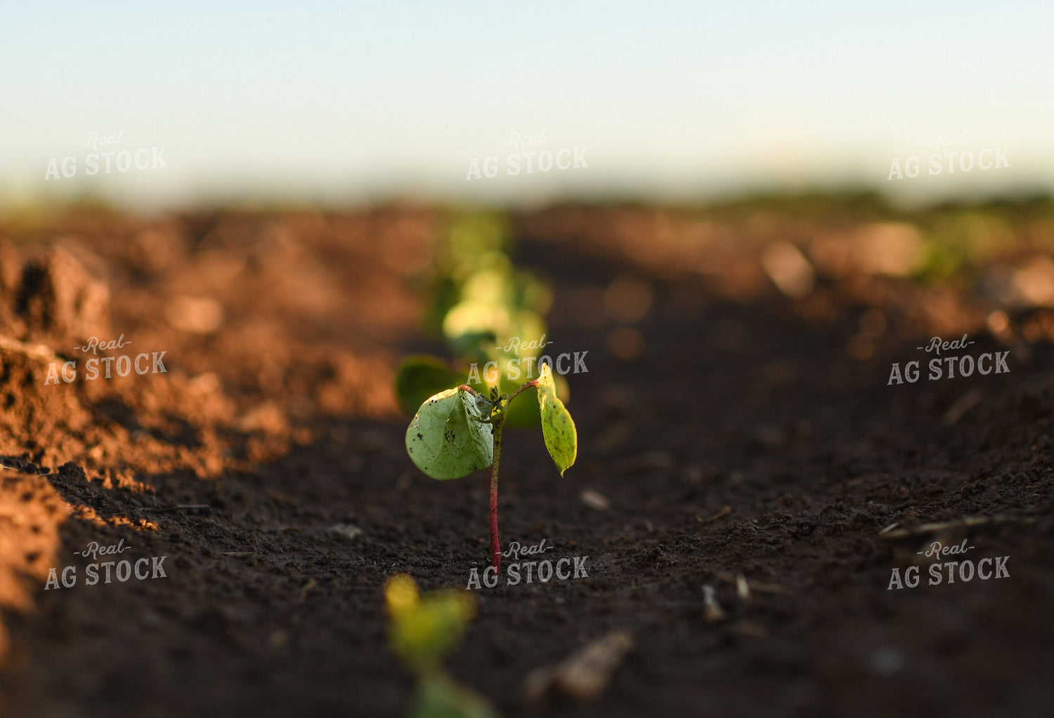 Early Growth Cotton 59096