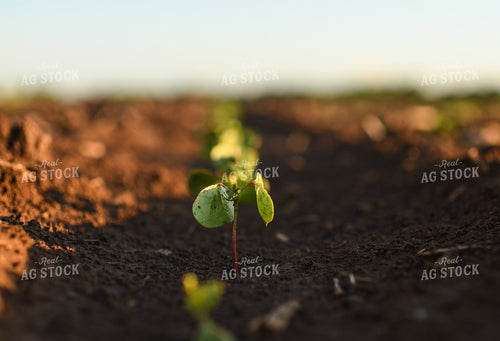 Early Growth Cotton 59096