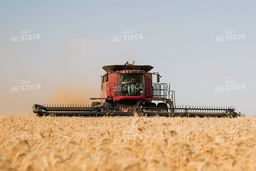 Wheat Harvest 204015
