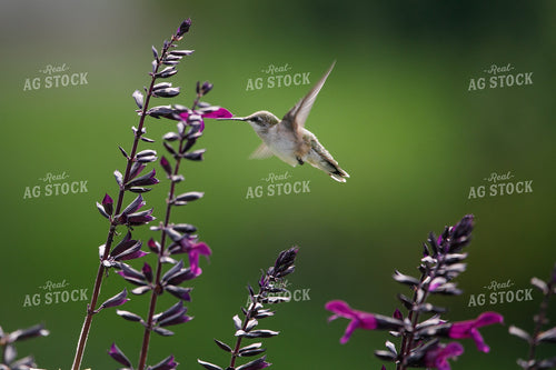 Hummingbird Pollinating Flowers 145072