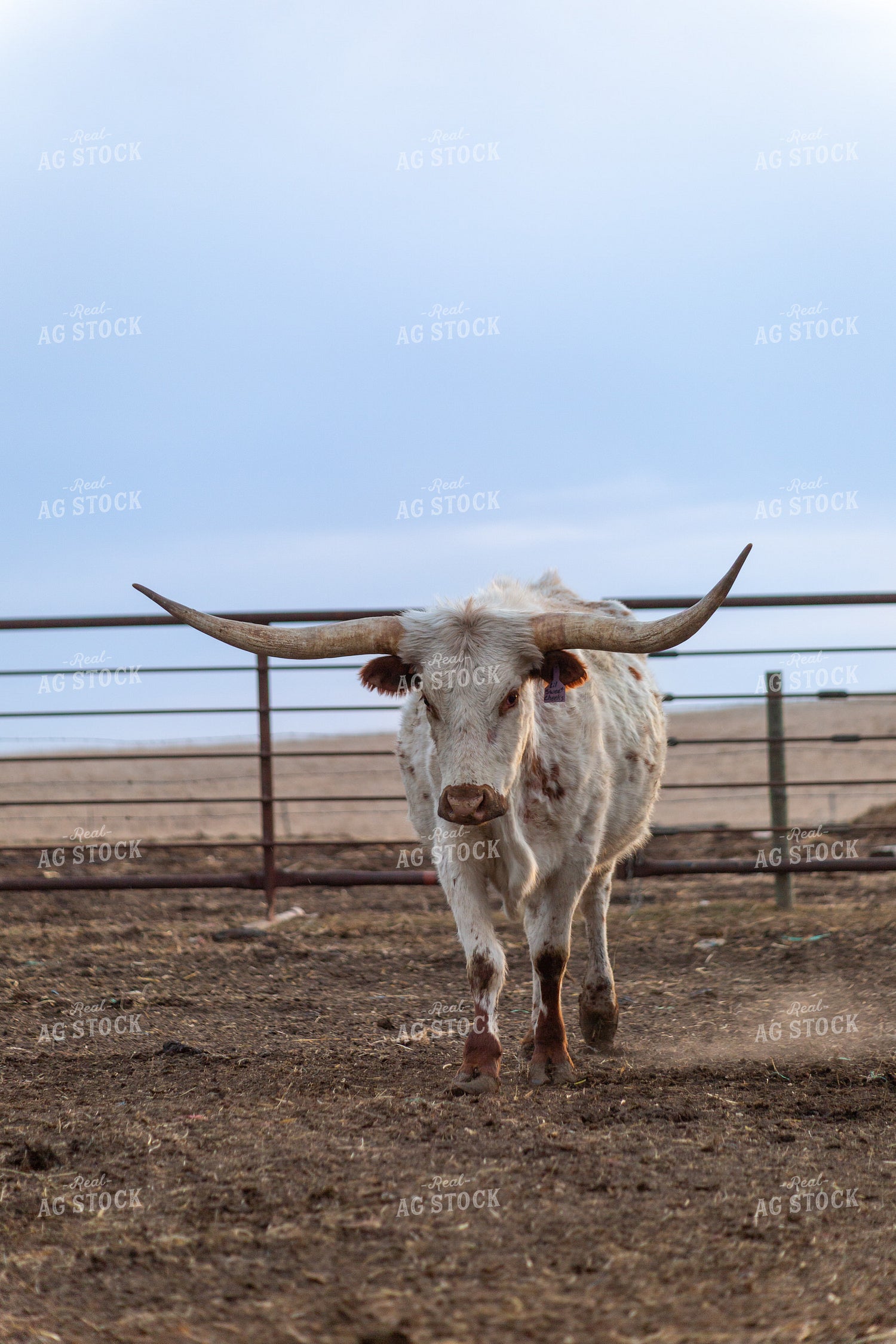 Longhorn Cow 155365