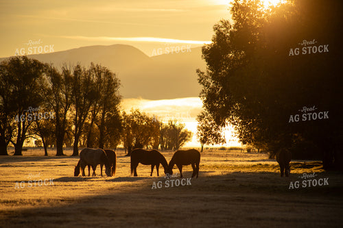 Horses Grazing 78199