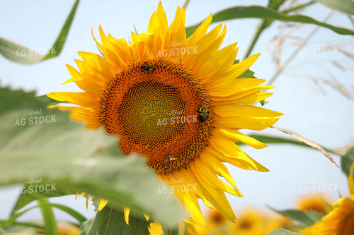 Bees on Sunflower 182015