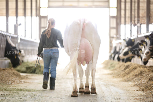 Female Farmer Leading Holstein Cow 55299