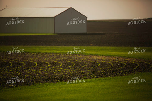 Early Growth Corn with Shed Background 5534