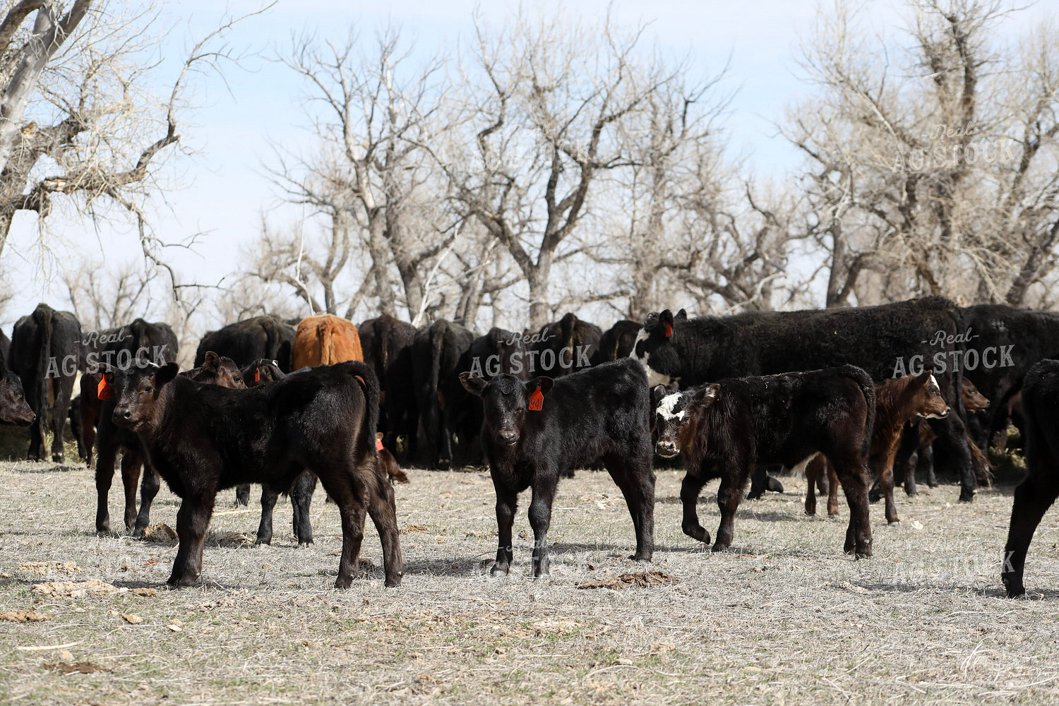Angus Calves 117213
