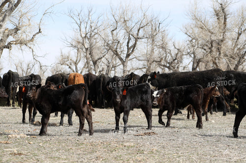 Angus Calves 117213