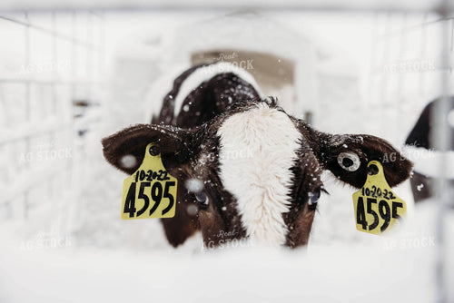 Holstein Calf in Hutch 152259