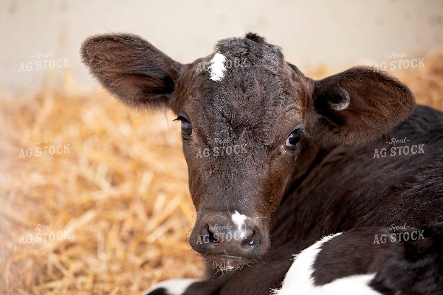 Dairy Calf in Hutch 55209