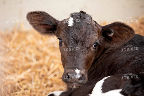 Dairy Calf in Hutch 55209