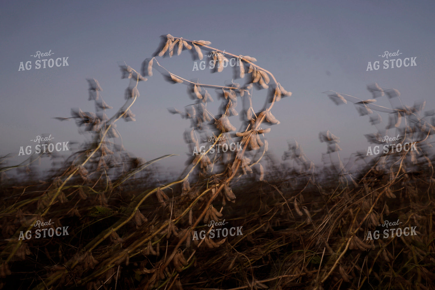 Soybean Field 129161