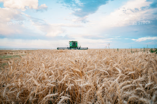 Wheat Harvest 56706
