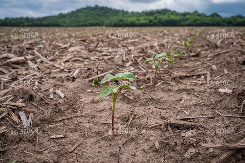 Cotton Seedling 149132