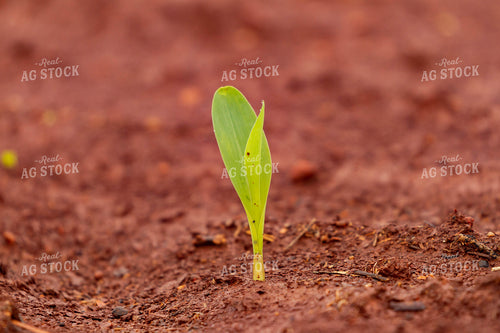 Sprouting Corn Plant 79247