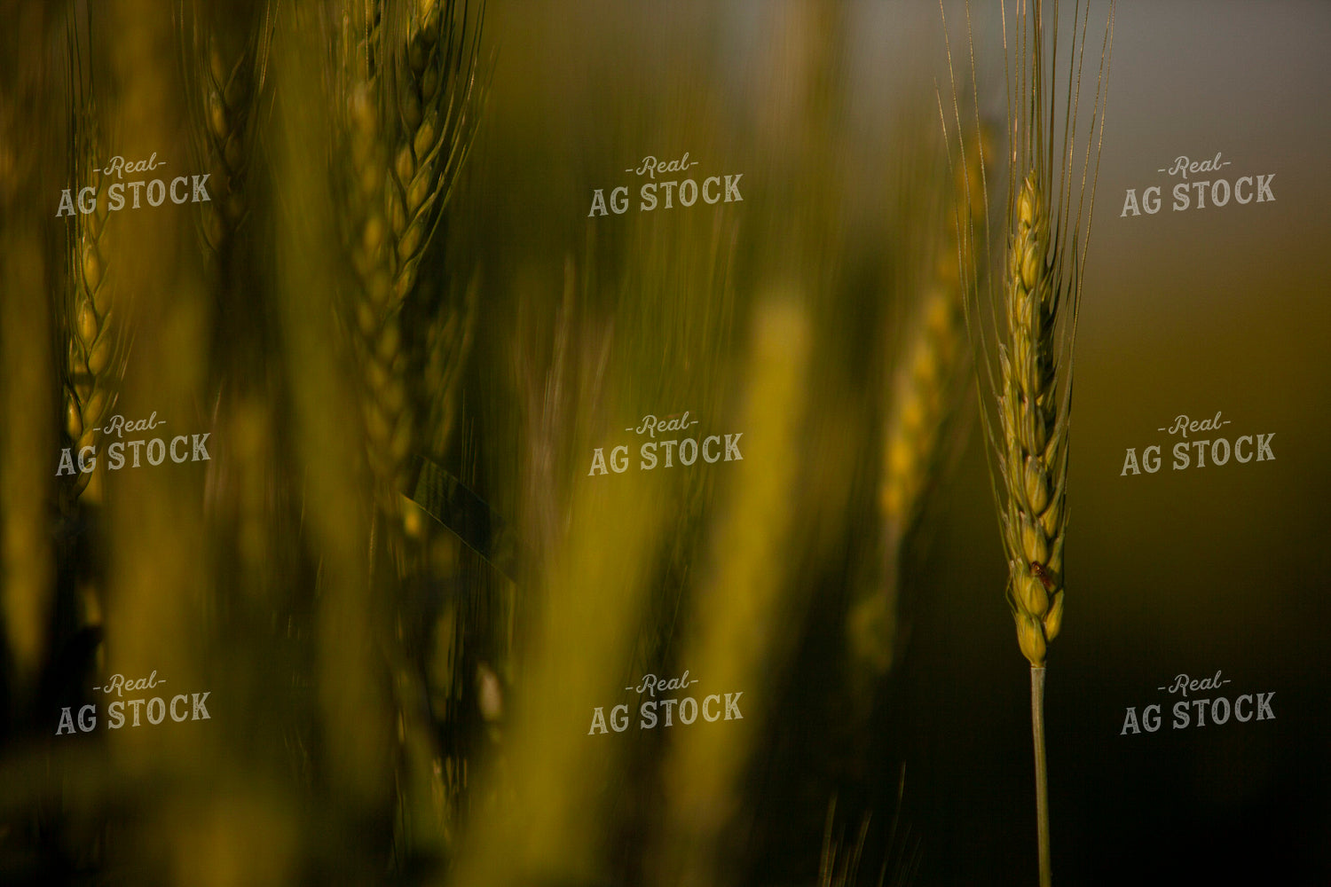 Wheat 2199
