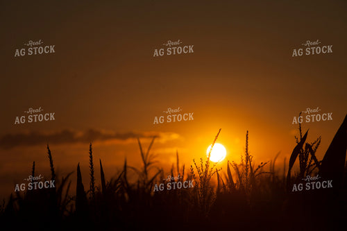 Corn - Mid-Season 1279