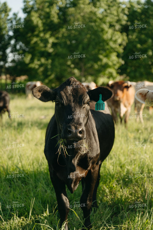 Cattle on Pature 125311