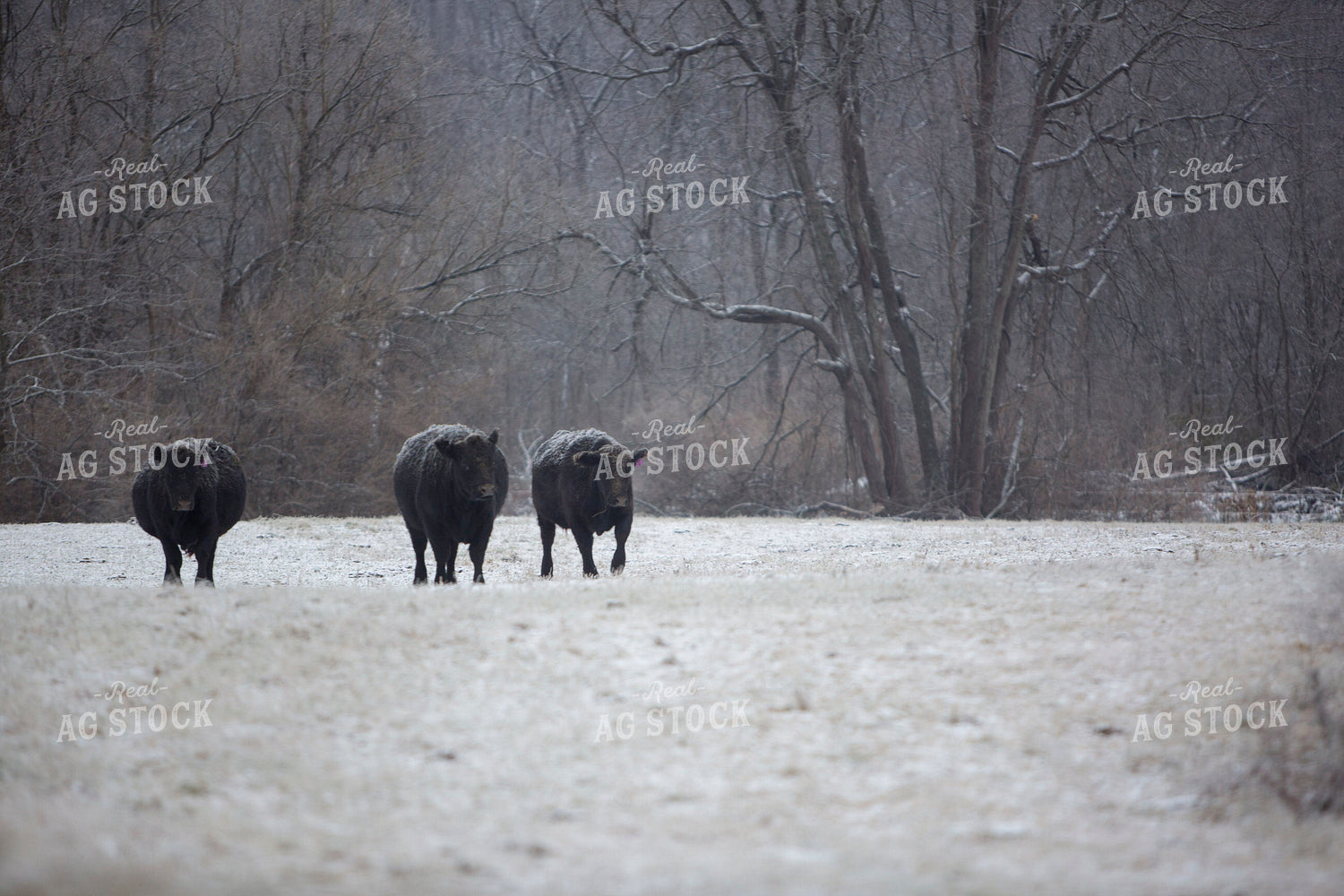 Cattle 1669