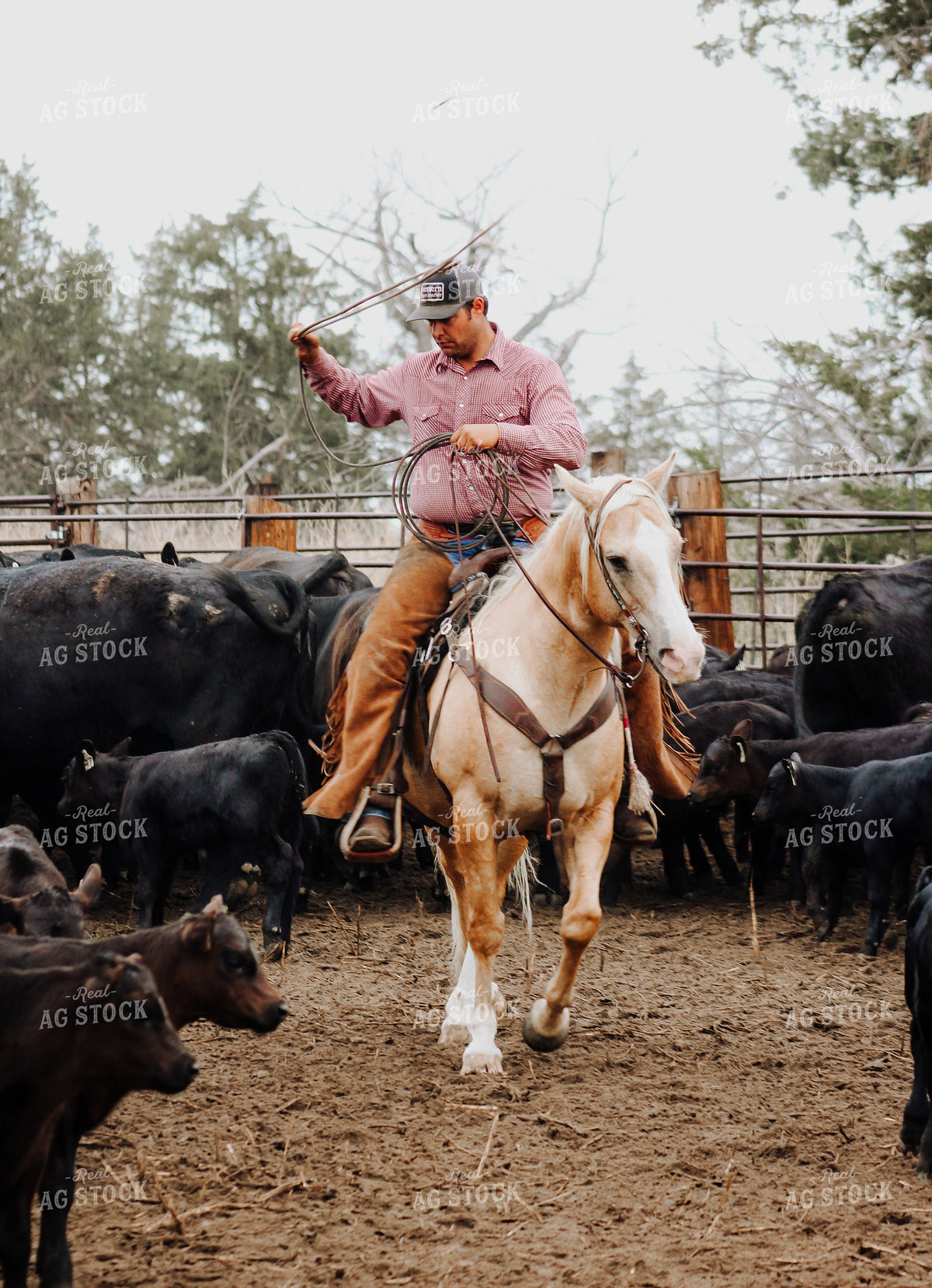Sorting Cattle on Horseback 237033