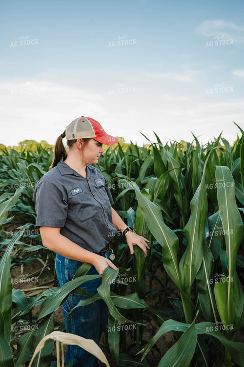Female Farmer Checking Corn 115287