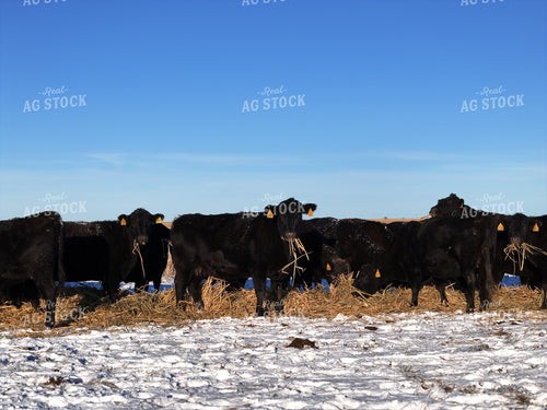Feeding Cattle in Winter 239467