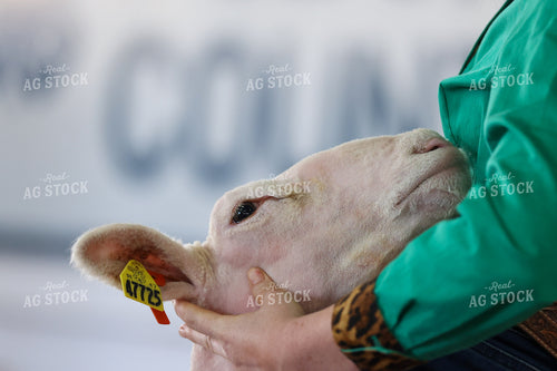 Sheep Show 160452