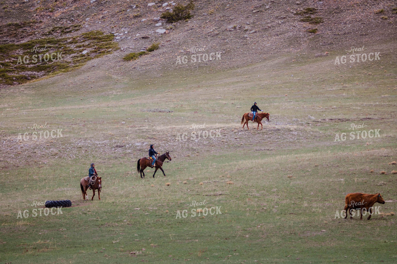Rancher Corrals Red Angus Cattle on Horseback 97149