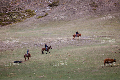 Rancher Corrals Red Angus Cattle on Horseback 97149